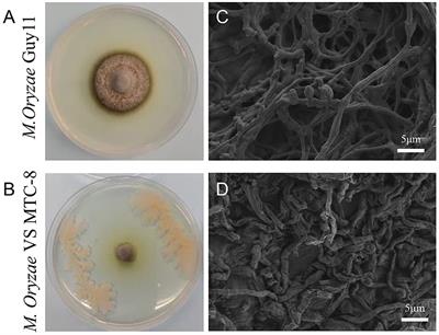 Beneficial effects of Bacillus mojavensis strain MTC-8 on plant growth, immunity and disease resistance against Magnaporthe oryzae